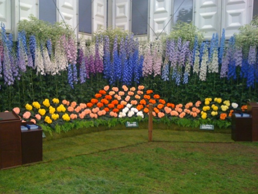 Delphinium - Chelsea Collection (six)