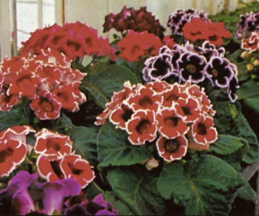 Gloxinia plants - 12