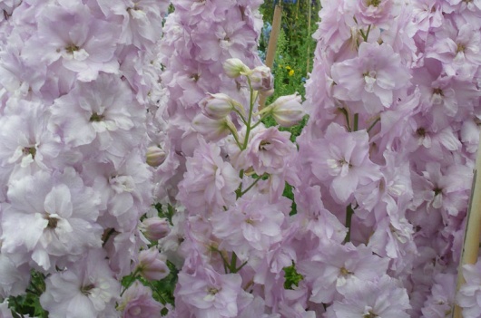 Pink Ruffles