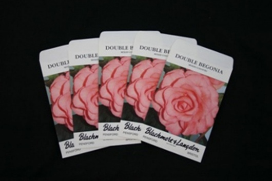 Begonia double seed