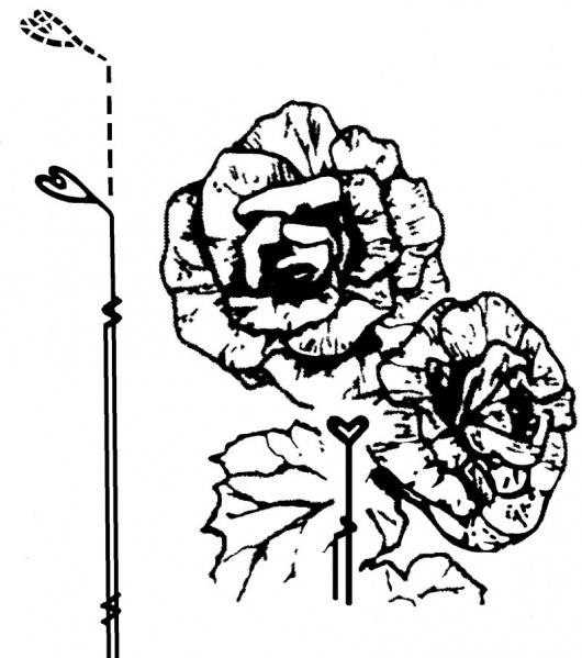Begonia supports - large