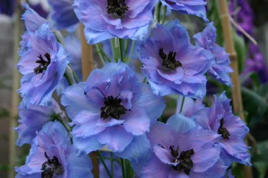 Blue Dawn