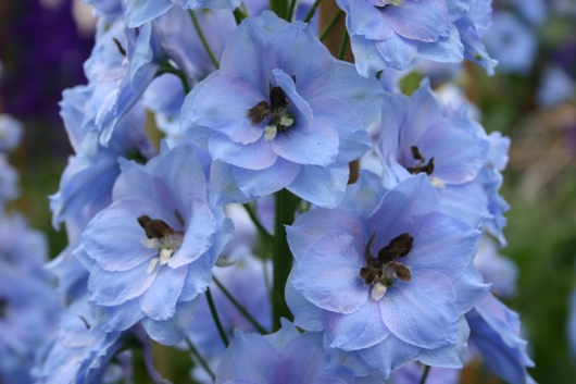 Blue Jade