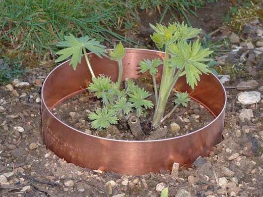 Slug rings (one)