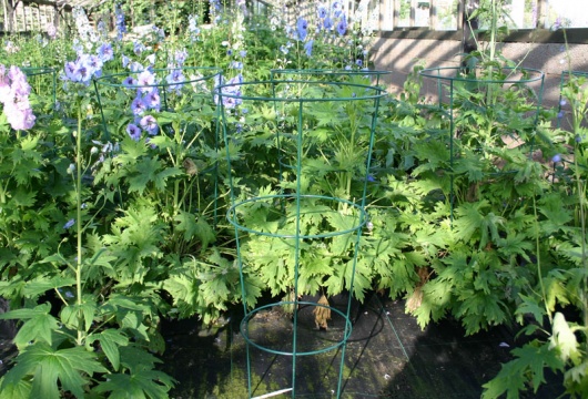Delphinium conical supports