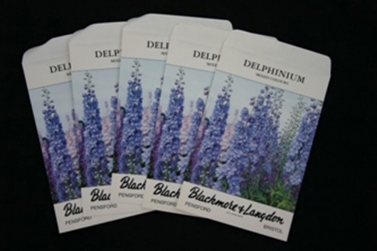Delphinium dwarf seed