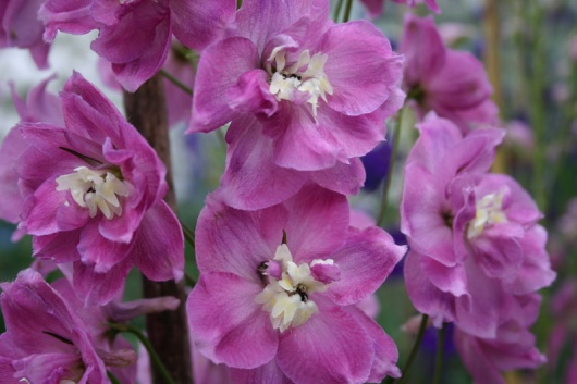 Strawberry Fair