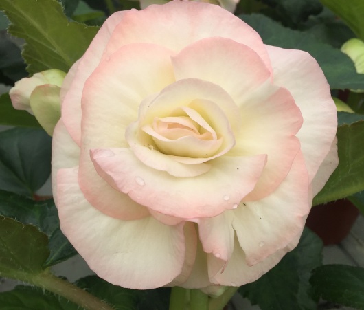 Blush
