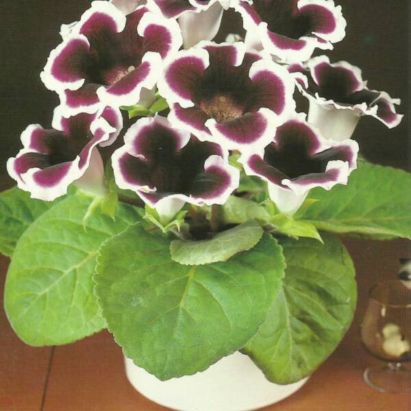 Gloxinia - 'The Duchess'