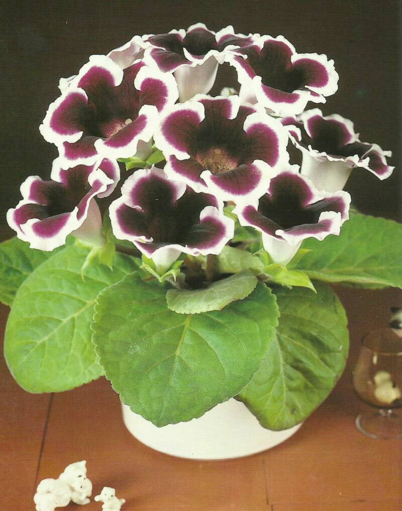 Gloxinia - 'The Duchess'