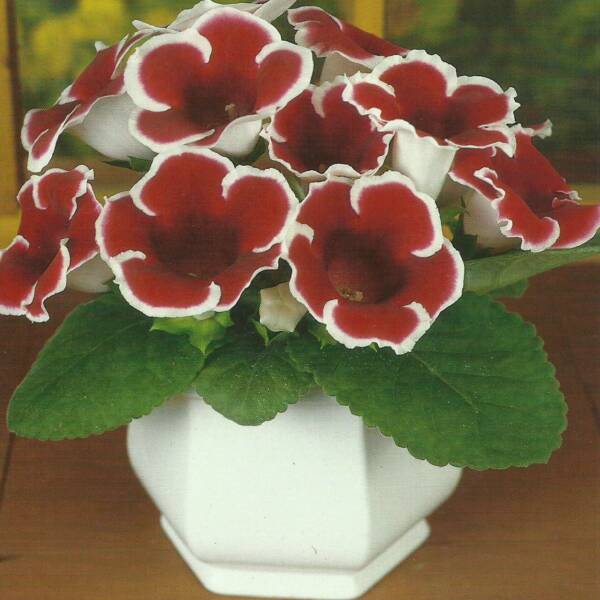 Gloxinia - 'Duke of York'