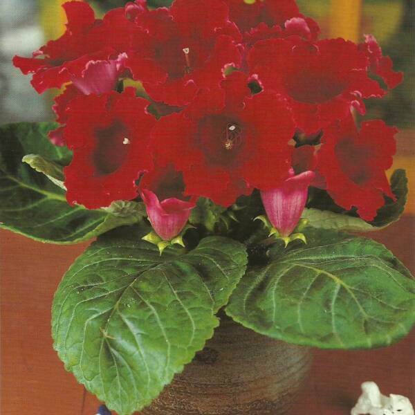 Gloxinia - 'Grenadier'