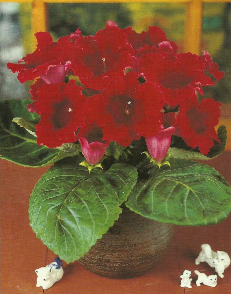 Gloxinia - 'Grenadier'