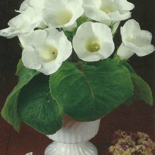 Gloxinia - 'Her Majesty'