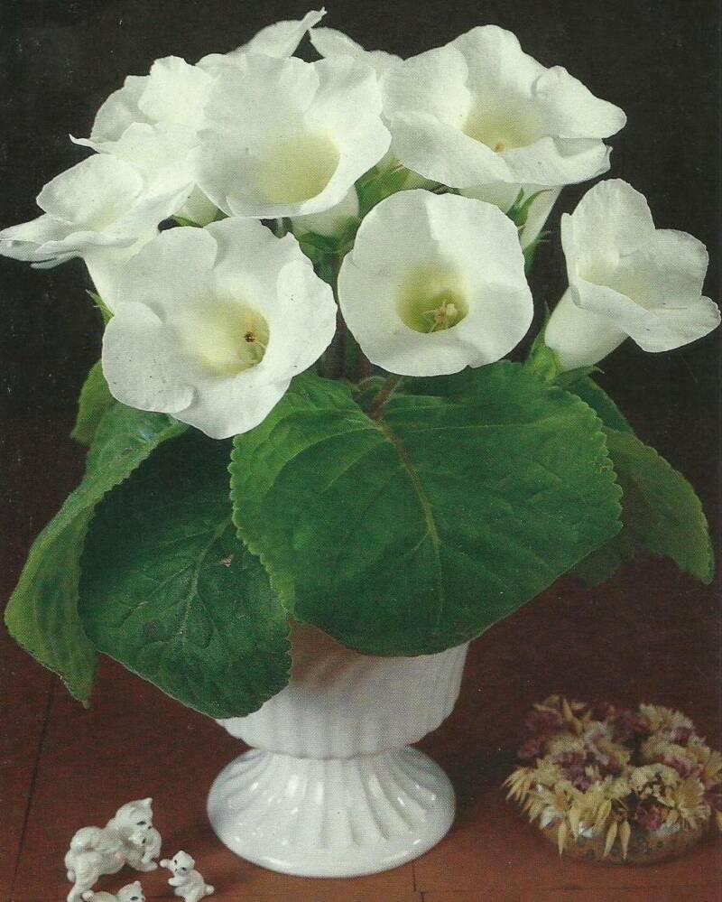 Gloxinia - 'Her Majesty'