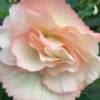 Fair Maid of Perth - Image 2